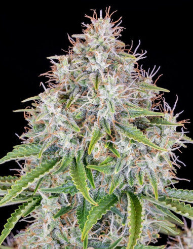 Cinderella Auto Feminized (Fastbuds)-FastBuds-GnomesGarden