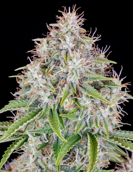 Cinderella Auto Feminized (Fastbuds)-FastBuds-GnomesGarden