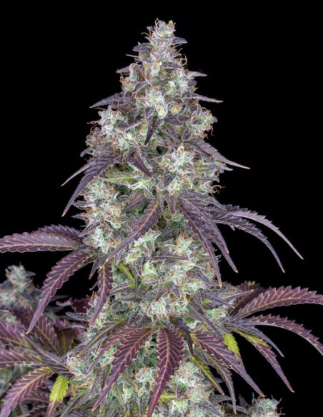 Lemon Pie Auto Feminized (FastBuds)-FastBuds-GnomesGarden
