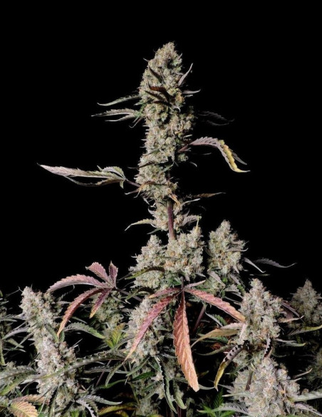 Auto Gorilla Zkittlez Feminizowane ( FastBuds)-FastBuds-GnomesGarden