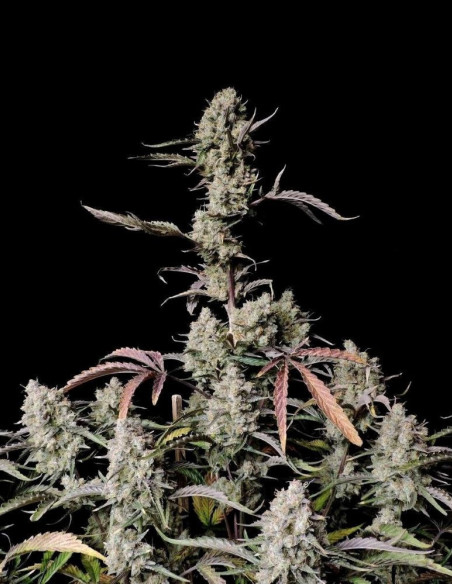 Auto Gorilla Zkittlez Feminizowane ( FastBuds)-FastBuds-GnomesGarden