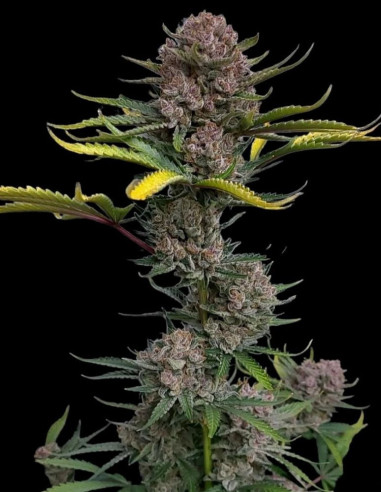 Auto Gorilla Punch Feminizowane (FastBuds)-FastBuds-GnomesGarden