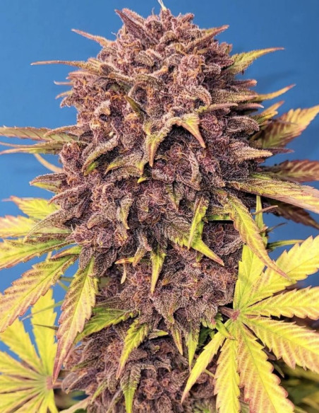 Auto Purple Lemonade Feminized (FastBuds)-FastBuds-GnomesGarden