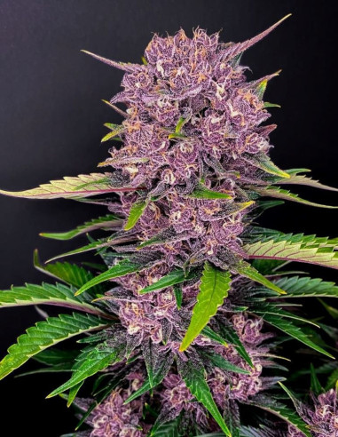 Auto Purple Lemonade Feminized (FastBuds)-FastBuds-GnomesGarden
