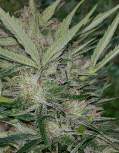 HTC DC/DG x Reeferman Grapefruit Regularne (HFH Esbe Seeds)-Hybrids From Hell Esbe seeds-GnomesGarden