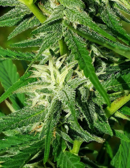 HTC DC/DG x Reeferman Grapefruit Regularne (HFH Esbe Seeds)-Hybrids From Hell Esbe seeds-GnomesGarden