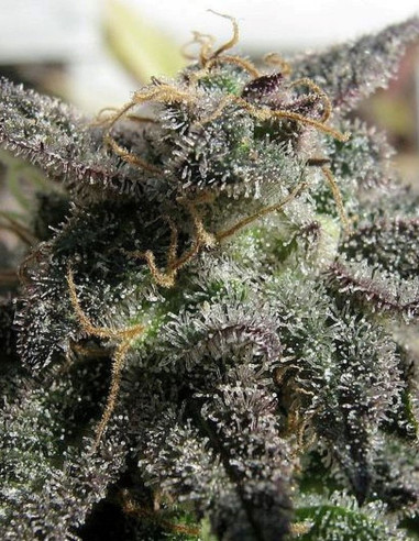 HTC DC/DG x Reeferman Grapefruit Regularne (HFH Esbe Seeds)-Hybrids From Hell Esbe seeds-GnomesGarden