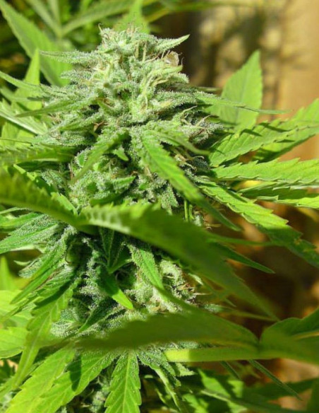 HTC DC/DG x Reeferman Grapefruit Regularne (HFH Esbe Seeds)-Hybrids From Hell Esbe seeds-GnomesGarden