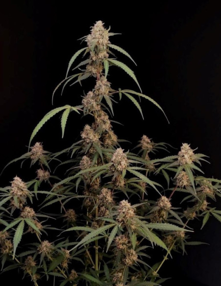 Original Auto AK Feminised (Fastbuds)-FastBuds-GnomesGarden