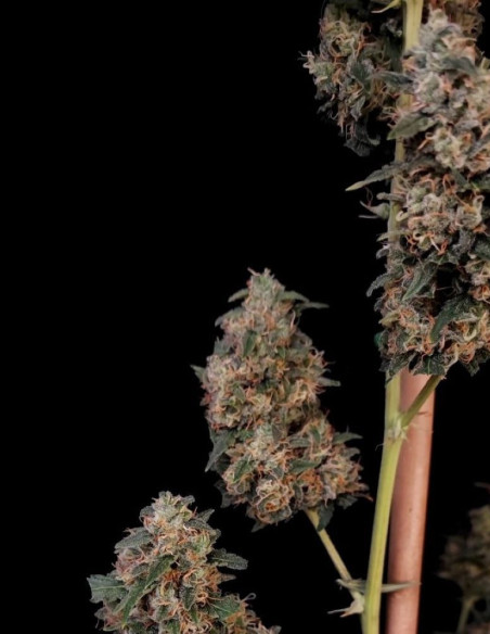 Auto Original Cheese Feminised (Fastbuds)-FastBuds-GnomesGarden