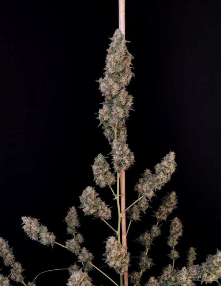 Auto Original Cheese Feminised (Fastbuds)-FastBuds-GnomesGarden