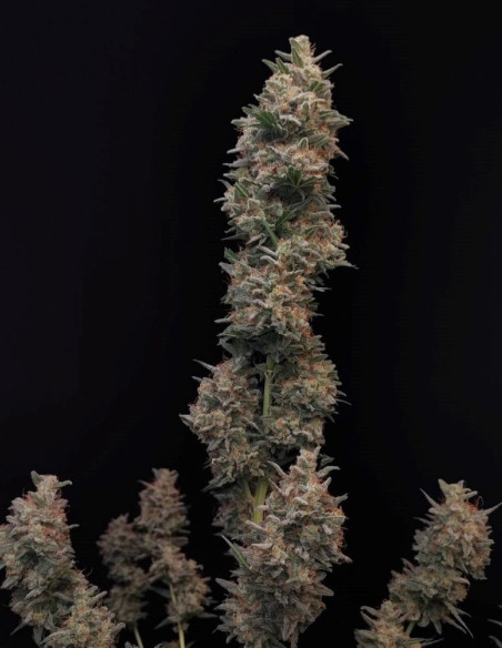 Auto Original Chemdawg Feminised (Fastbuds)-FastBuds-GnomesGarden