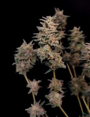 Auto Original Critical Feminised (Fastbuds)-FastBuds-GnomesGarden