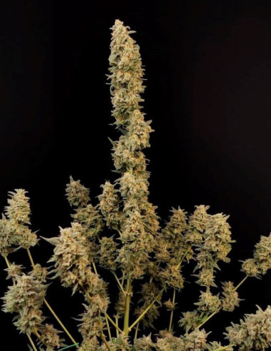 Auto Original Critical Feminised (Fastbuds)-FastBuds-GnomesGarden
