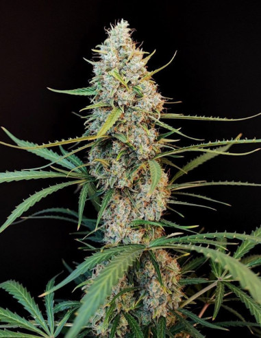 Auto Original Jack Herer Feminised (Fastbuds)-FastBuds-GnomesGarden