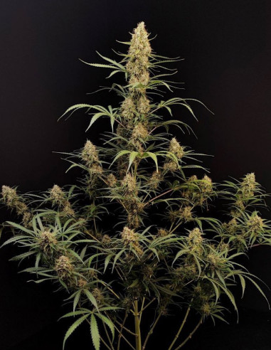 Auto Original Jack Herer Feminizowane (Fastbuds)-FastBuds-GnomesGarden