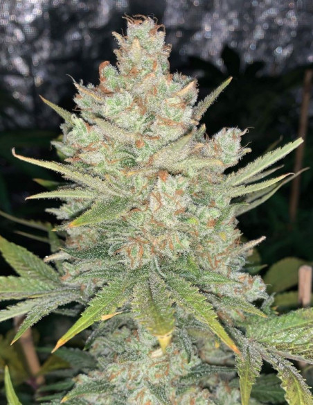 Auto Original OG Kush Feminised (Fastbuds)-FastBuds-GnomesGarden