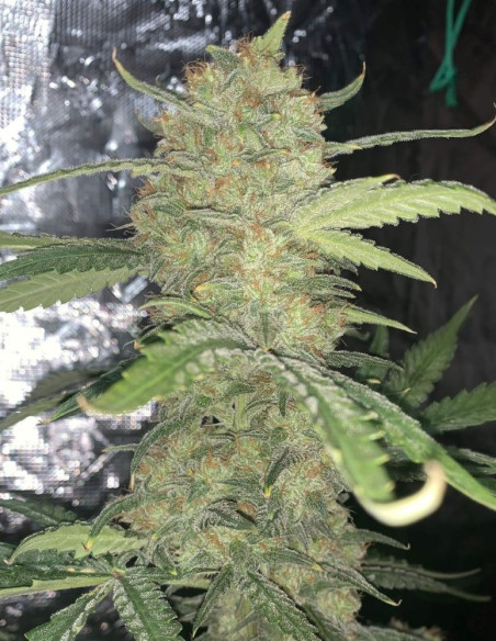 Auto Original OG Kush Feminised (Fastbuds)-FastBuds-GnomesGarden