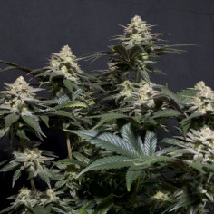 FF Purple Lemonade Feminized (FastBuds)