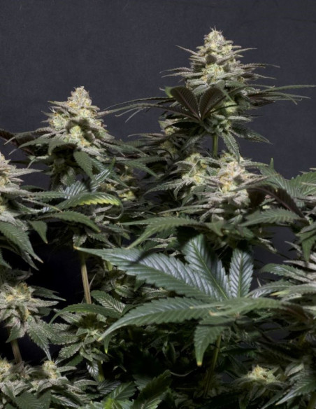 Purple Lemonade  FF Fast Version Feminizowane (FastBuds)-FastBuds-GnomesGarden