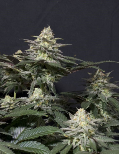 Purple Lemonade  FF Fast Version Feminizowane (FastBuds)-FastBuds-GnomesGarden