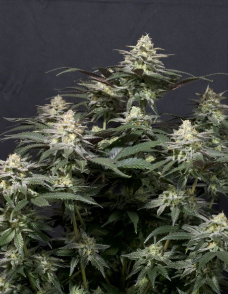 Purple Lemonade  FF Fast Version Feminizowane (FastBuds)-FastBuds-GnomesGarden