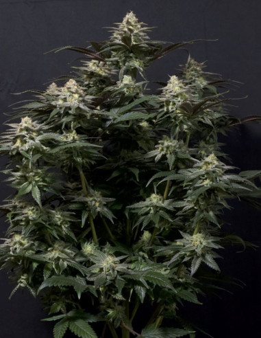 Purple Lemonade FF Fast Version Feminized (FastBuds)-FastBuds-GnomesGarden