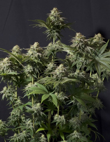 Orange Sherbet FF   Feminizowane (FastBuds)-FastBuds-GnomesGarden