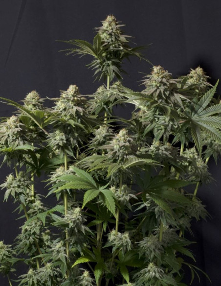 Orange Sherbet FF   Feminizowane (FastBuds)-FastBuds-GnomesGarden