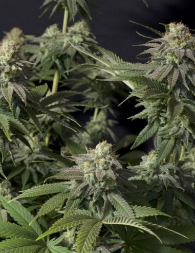 Orange Sherbet FF   Feminizowane (FastBuds)-FastBuds-GnomesGarden