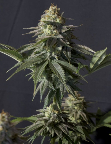 Orange Sherbet FF   Feminizowane (FastBuds)-FastBuds-GnomesGarden