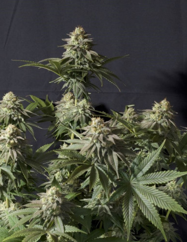 Orange Sherbet FF   Feminizowane (FastBuds)-FastBuds-GnomesGarden