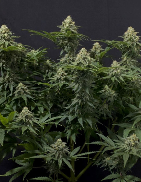 Wedding Cheesecake FF Fast Version Feminizowane (FastBuds)-FastBuds-GnomesGarden