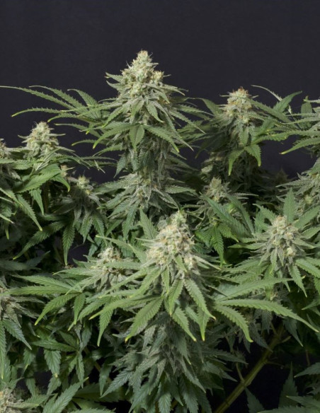 Wedding Cheesecake FF Fast Version Feminizowane (FastBuds)-FastBuds-GnomesGarden