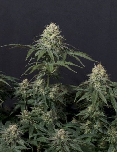 Tropicana Cookies FF Fast Version Feminizowane (FastBuds)