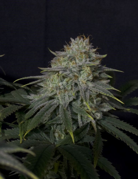 Gorilla Cookies FF Fast Version Feminizowane (FastBuds)-FastBuds-GnomesGarden