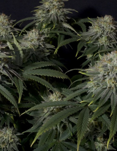 Gorilla Cookies FF Fast Version Feminized (FastBuds)-FastBuds-GnomesGarden