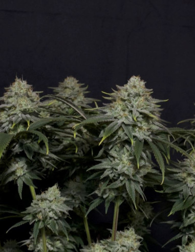 Gorilla Cookies FF Fast Version Feminized (FastBuds)-FastBuds-GnomesGarden