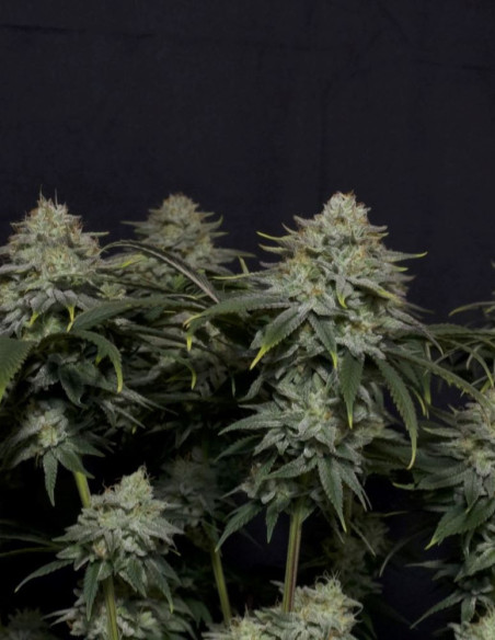Gorilla Cookies FF Fast Version Feminizowane (FastBuds)-FastBuds-GnomesGarden