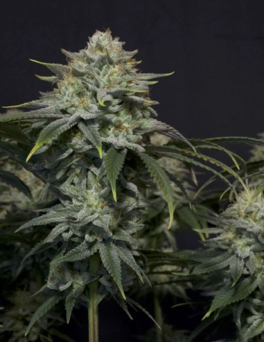 Gorilla Cookies FF Fast Version Feminized (FastBuds)-FastBuds-GnomesGarden