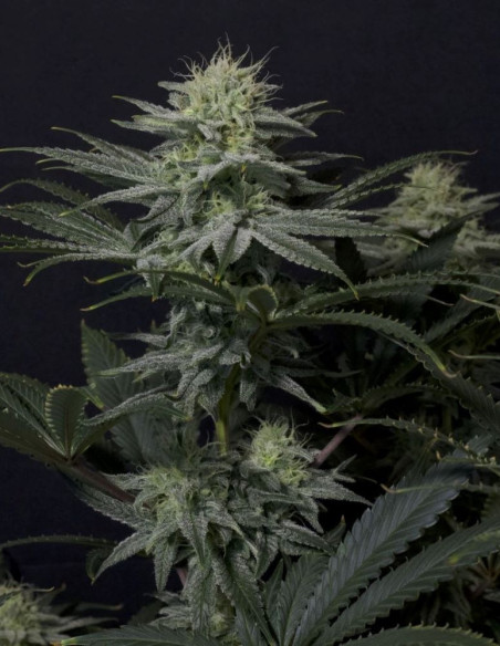GG4 Sherbet FF Fast Version Feminized (FastBuds)-FastBuds-GnomesGarden