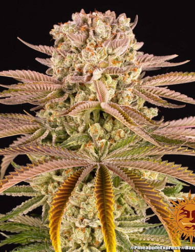 Pineapple Express Feminizowane (Barney's Farm)-Barney`s Farm-GnomesGarden