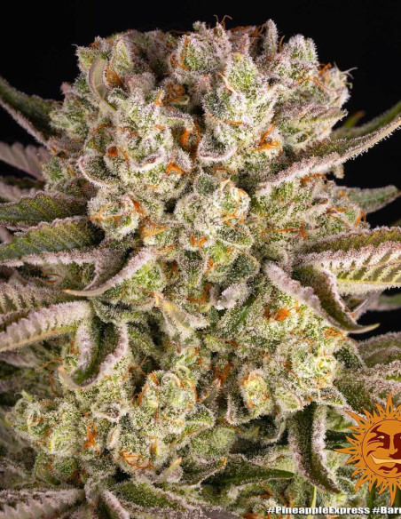Pineapple Express Feminizowane (Barneys Farm)-Barney`s Farm-GnomesGarden