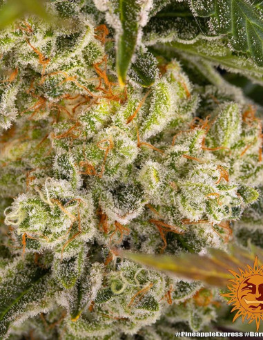 Pineapple Express Feminized (Barney's Farm)-Barney`s Farm-GnomesGarden