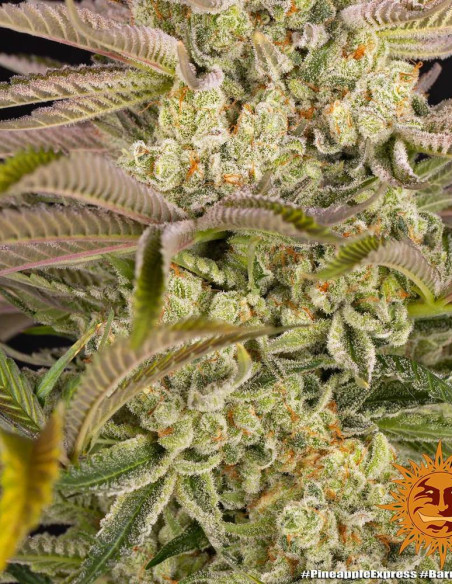 Pineapple Express Feminized (Barney's Farm)-Barney`s Farm-GnomesGarden