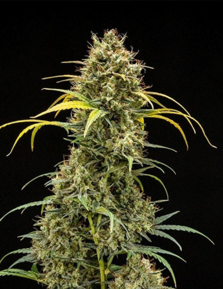Auto Triple G Feminizowane (Royal Queen seeds)-Royal Queen Seeds-GnomesGarden