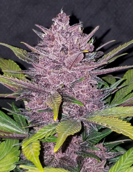 Auto Blackberry Feminizowane (FastBuds)-FastBuds-GnomesGarden