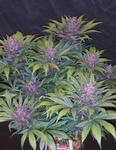 Auto Blackberry Feminizowane (FastBuds)-FastBuds-GnomesGarden
