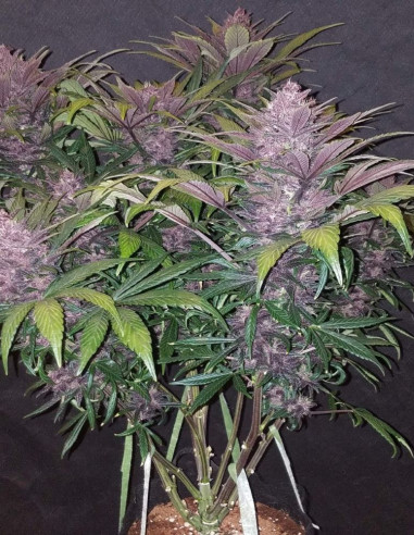 Auto Blackberry Feminizowane (FastBuds)-FastBuds-GnomesGarden