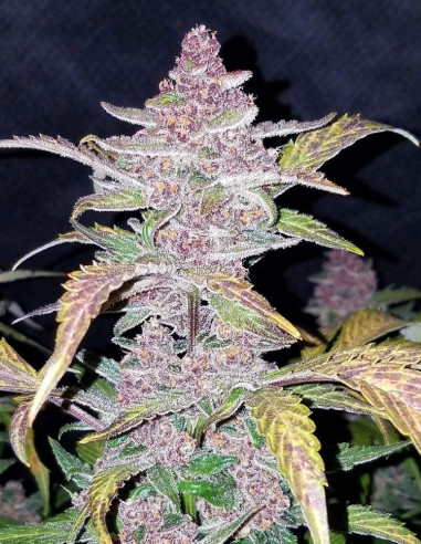 Auto Blackberry Feminizowane (FastBuds)-FastBuds-GnomesGarden